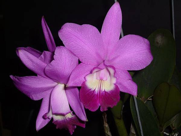 Lc.Exotic Smile 'Sailing' 20110519_04.jpg