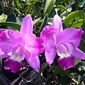 Lc.Nora's Melody 'Hsinying' 20120506_04.jpg