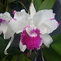 Lc.White Spark '熊貓'母株 20120817_02.jpg