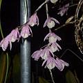 Den. aphyllum 倒垂春石斛 20120417.jpg