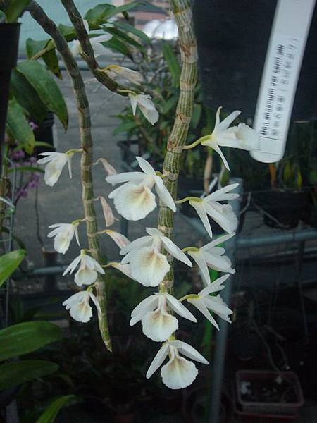 Den. cretaceum 白貝殼石斛 20120506.jpg