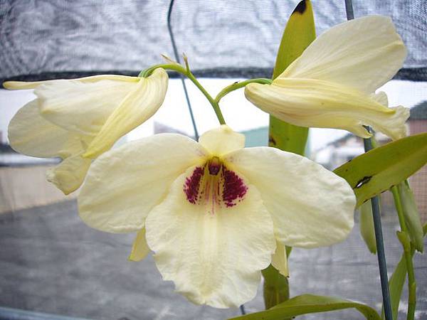 Den. albosanguineum白血紅色石斛 20110326.jpg