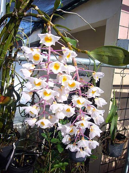 Den. amabile  粉紅燈籠石斛 20110610_03.jpg