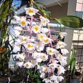 Den. amabile  粉紅燈籠石斛 20110610_03.jpg