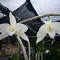 瀑布蘭 20120421_08.jpg