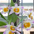 Den. gratiosissimum  美極石斛 20110519_05.jpg