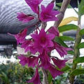 Den. miyakei 紅花石斛 20120311_05.jpg