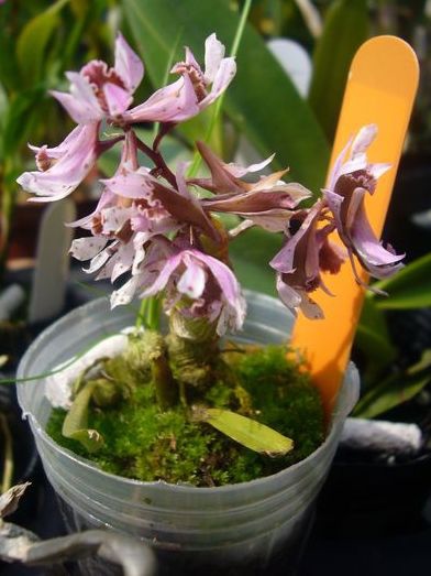 Den. peguanum 土豆石斛 20110120.jpg