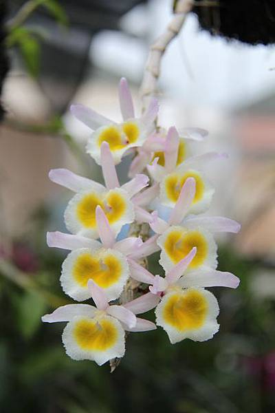 Den. primulinum 越南黃貝殼石斛 20120330.jpg