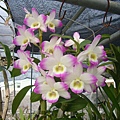 Den. Second Love 'Kirameki'火鳳凰 20120330_05.jpg