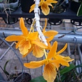 Den. Stardust 'Fire Bird' 20120417_02.jpg