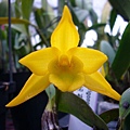 Den. trigonopus 翅梗石斛 20110427_02.jpg