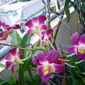 Den.Burana Sunshine '小辣椒'' 20110603.jpg