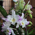 Den.Pink Rabbit 'Grace' 20130322.jpg