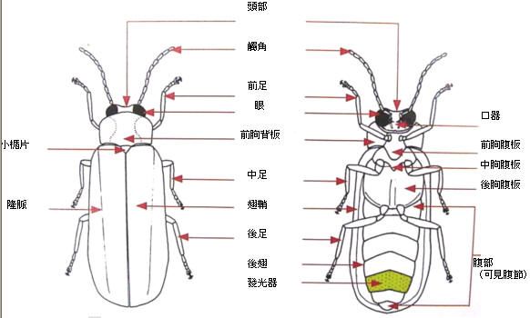 萤火虫构造-02