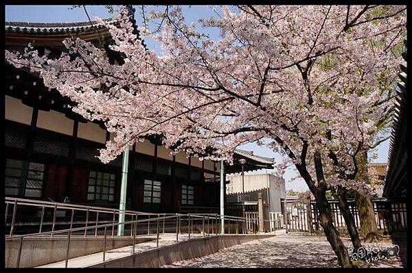 日本京都-東本願寺小朋友園遊會25.jpg