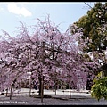 涉成園 櫻花季