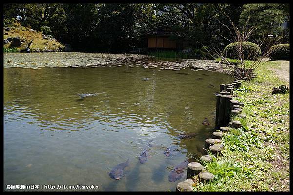 涉成園 櫻花季