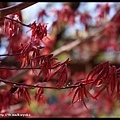 涉成園 櫻花季