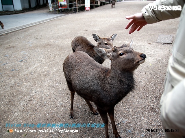 6Y9M-日本京阪神奈之旅IMG_857201.jpg