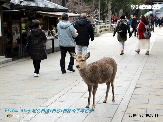 6Y9M-日本京阪神奈之旅IMG_884501.jpg