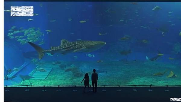 沖繩 沖繩必遊 美ら海水族館海豚噴水秀世界最大水槽 加菲的旅遊記 痞客邦