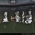 20140105上海行-第三天_097 (复制).JPG