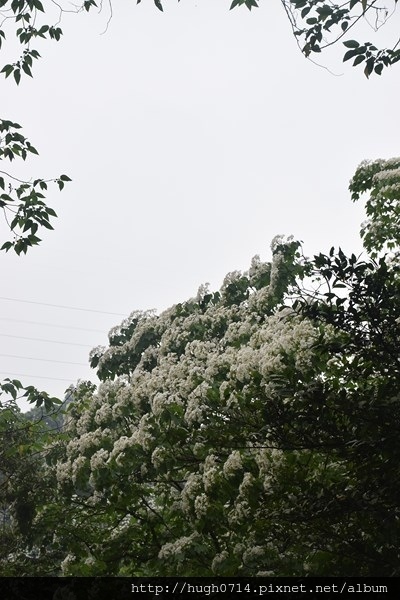 20150502小粗坑古道_119 (复制).JPG