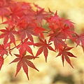 autumn_wallpaper_2GA145.JPG