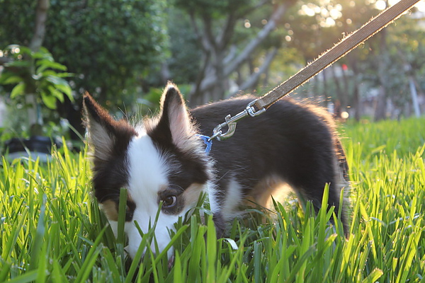 我不是哈士奇也不是柯基更不是狼犬.jpg