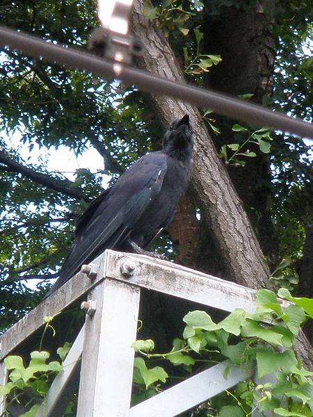 P9060829_調整大小.JPG