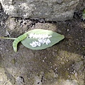 20100215915.jpg