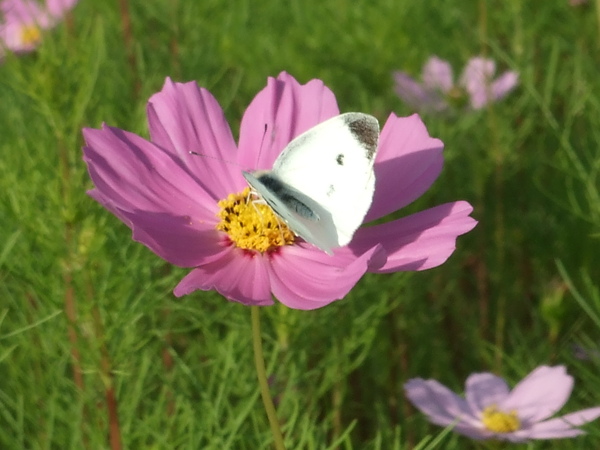 採花蜜的蜜蜂