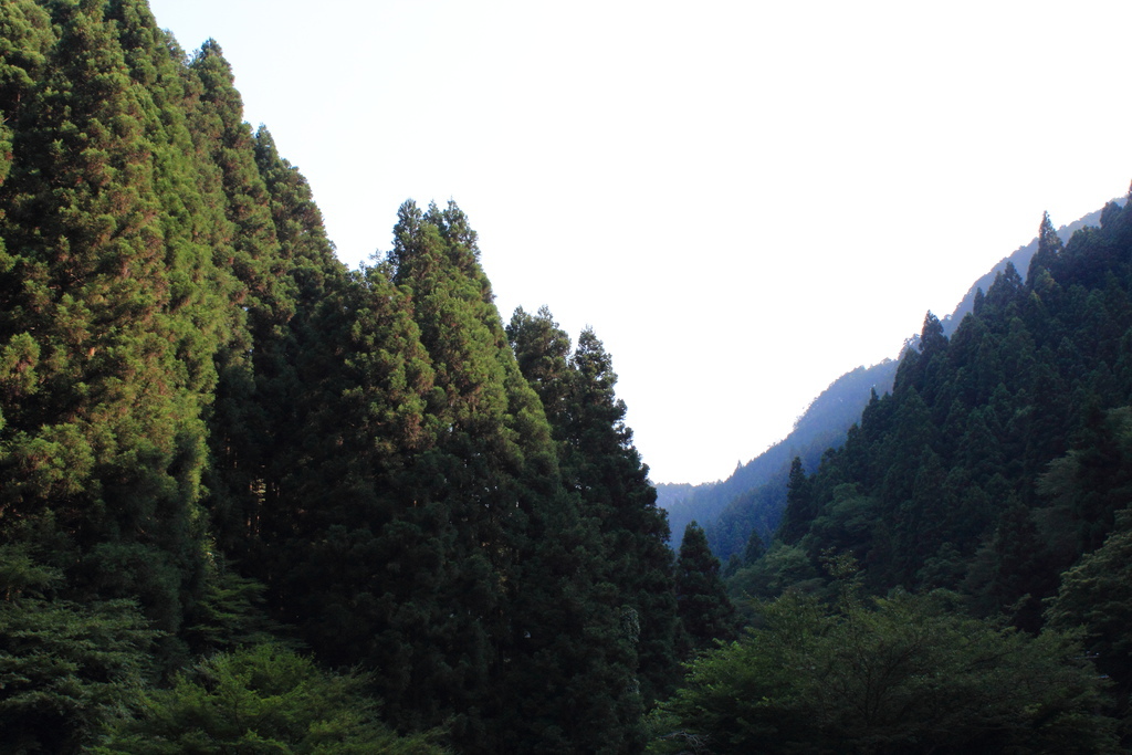 京都 貴船神社 (Kifune-jinja Shrine) 山林