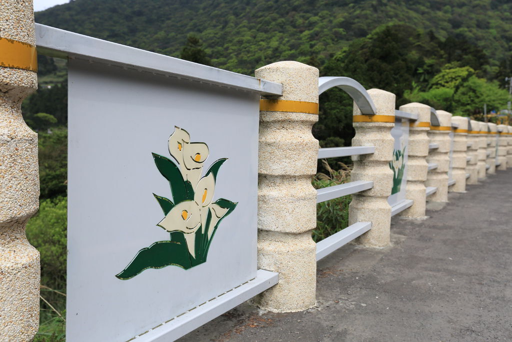 台北陽明山竹子湖海芋季