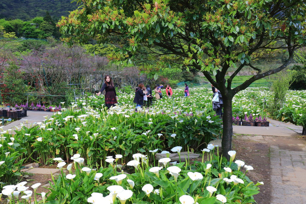 台北陽明山竹子湖海芋季