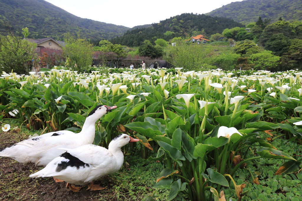 台北陽明山竹子湖海芋季