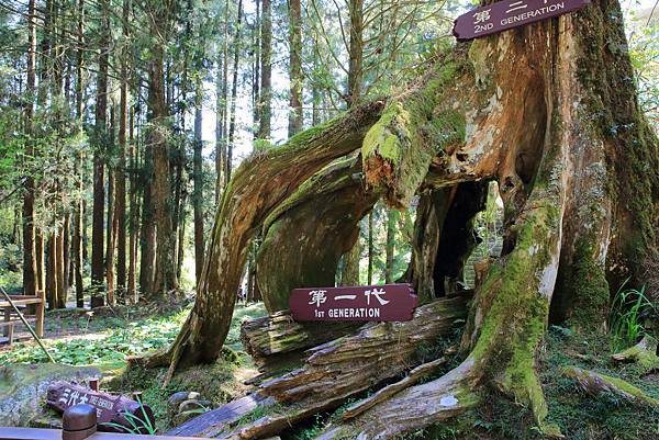 嘉義阿里山森林遊樂區 阿里山神木群 