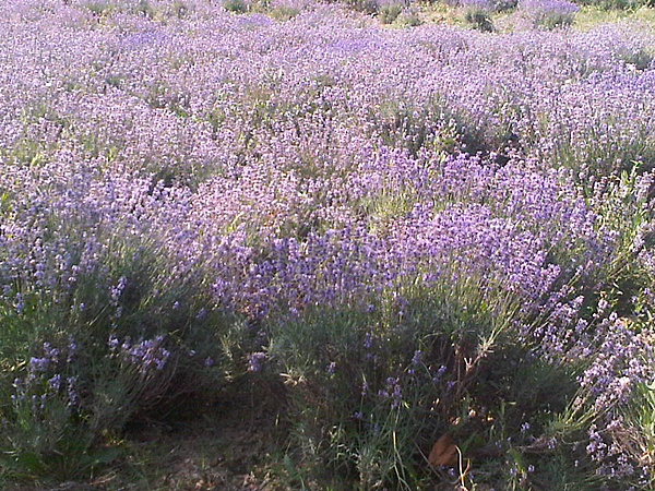 當地薰衣草田