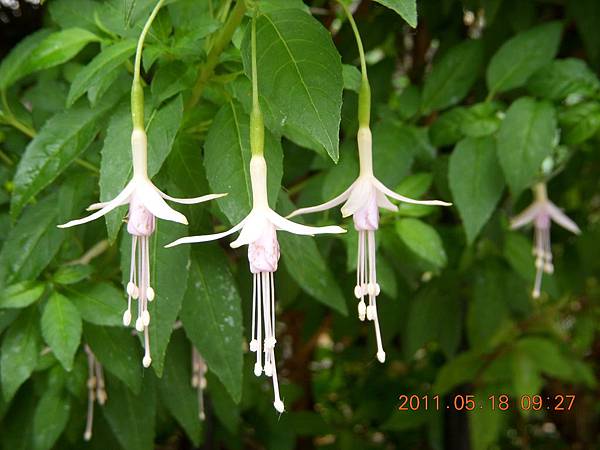 Lupton lane flower