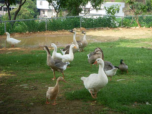 桃樂絲森林動物區