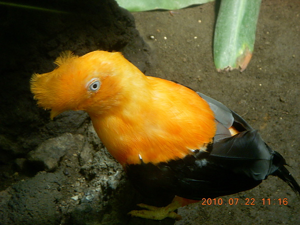 上野動物園可愛不知名大頭小眼睛鸚鵡
