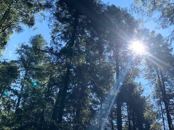 陽光很耀眼的樹林