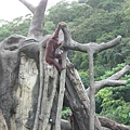 猿猴-12.jpg
