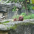 猿猴-14.jpg