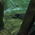 黑面企鵝-17.jpg