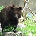 黑熊-03.jpg