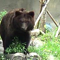 黑熊-04.jpg