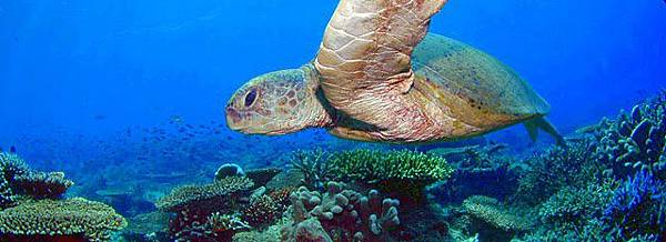 sea turtle7.1.bmp
