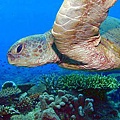 sea turtle7.1.bmp